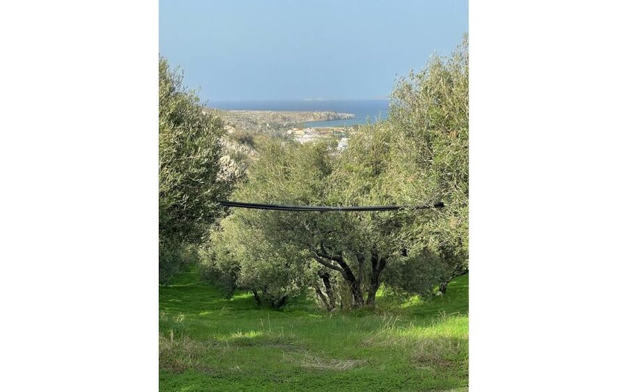 Traditional Olive Grove and Dragon Fruit Farm Tour - The Break Period: A Real Rest, Not Just a Pause