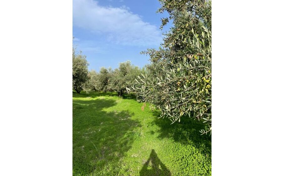 Traditional Olive Grove and Dragon Fruit Farm Tour - Making Purchases Without Feeling Pressured