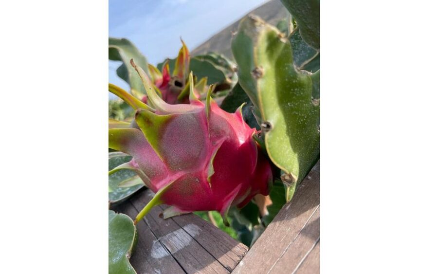 Traditional Olive Grove and Dragon Fruit Farm Tour - Finding the Farm and Timing the 90 Minutes Without Stress