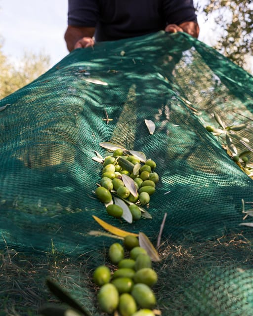 Umbria: E-Bike Rental and Fresh EV Olive Oil Tasting - Autumn olive harvest viewing: seeing why the timing matters