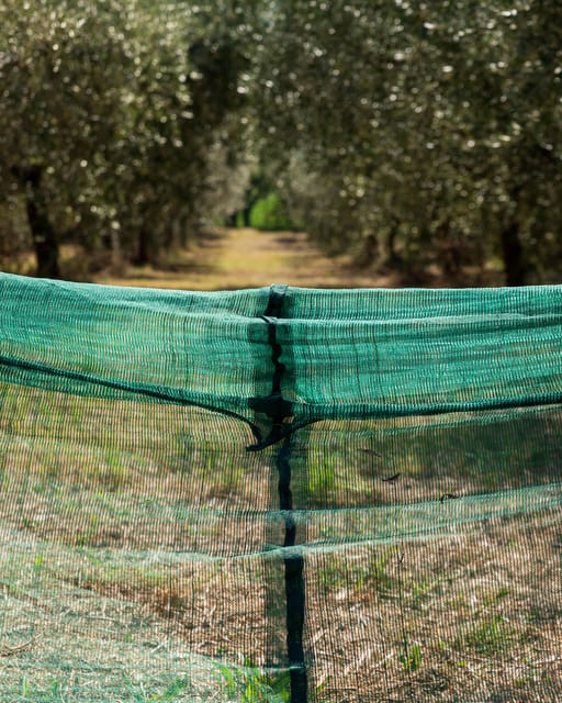 Umbria: E-Bike Rental and Fresh EV Olive Oil Tasting - Olive oil tasting taught the useful way: strong vs delicate