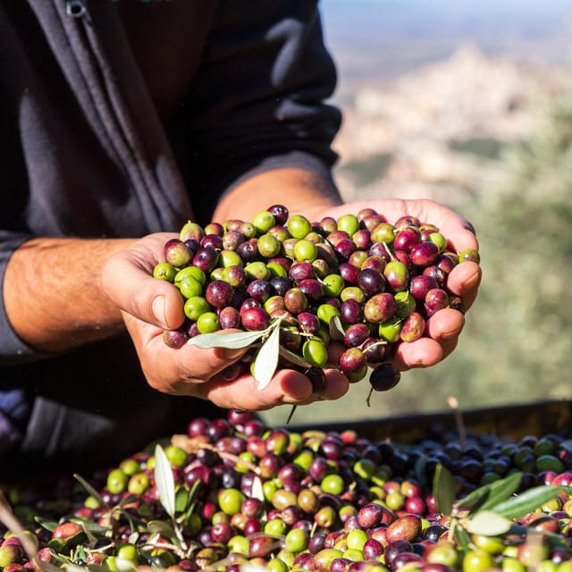 Umbria: E-Bike Rental and Fresh EV Olive Oil Tasting - The bruschetta with freshly extracted olive oil: simple and memorable