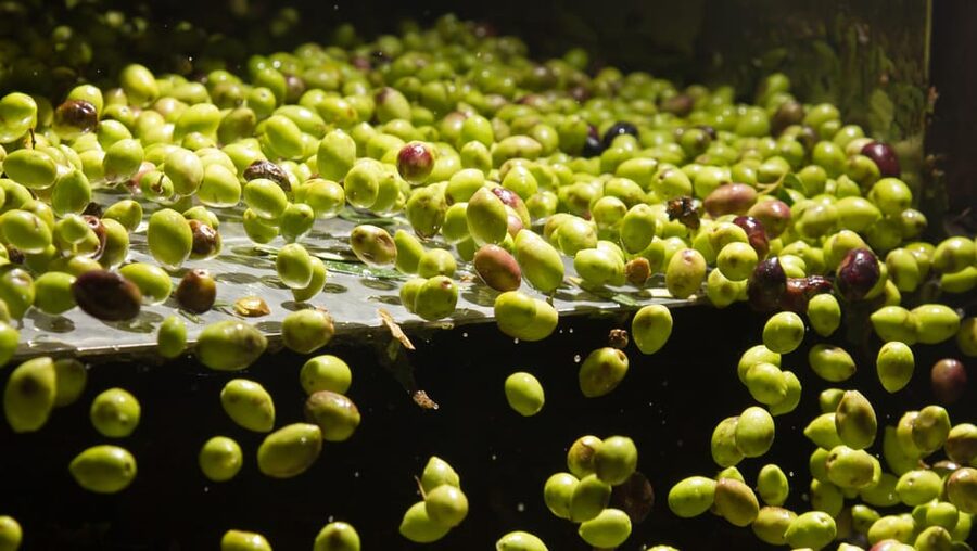 Visit an almazara + extra virgin olive oil tasting: Baeza - Key things to know before you go to El Álcazar