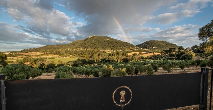 Visit of the olive grove, olive oil tasting and snack - The finca and mill tour: where premium EVOO starts