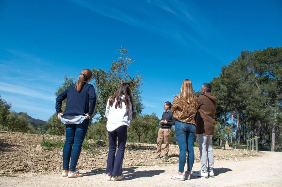 Visit of the olive grove, olive oil tasting and snack - Olive grove walk: learning how healthy olives shape taste