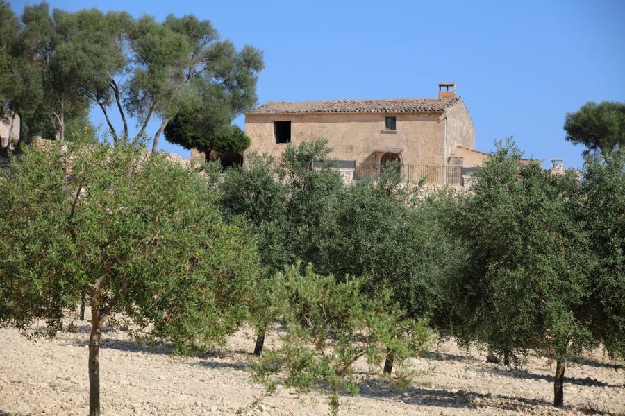 Visit of the olive grove, olive oil tasting and snack - Snack with extra virgin and local products (plus Mallorcan wine)