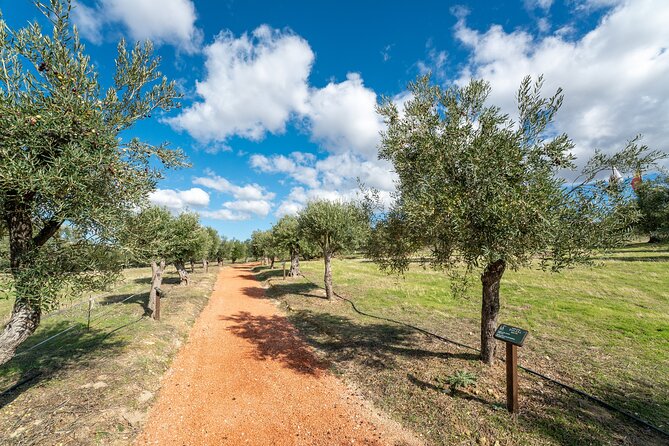 Visit Oil Mill Museum and Olive Oil Tasting in Ronda - The tasting: how they compare oils without making it complicated