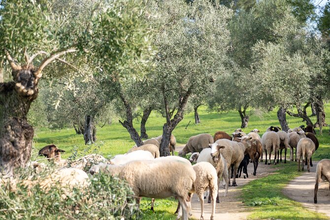 Visit Oil Mill Museum and Olive Oil Tasting in Ronda - Optional lunch after the olive oil: simple country menu