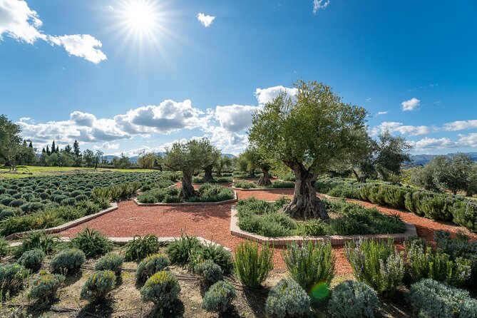 Visit Oil Mill Museum and Olive Oil Tasting in Ronda - Who should book this Ronda olive oil tour