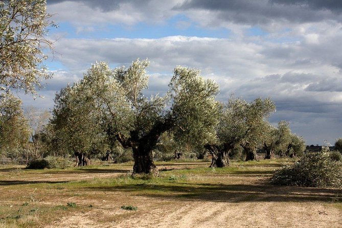 Visit olive grove centenary with oil tasting course - Key highlights you’ll care about