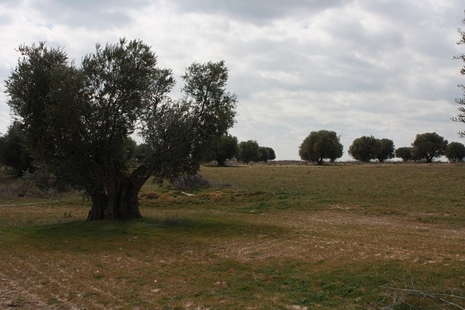 Visit olive grove centenary with oil tasting course - What the organic EVOO lesson is really teaching you