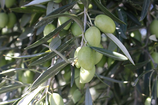 Visit olive grove centenary with oil tasting course - Manchego, tomato bread, and wine from the property