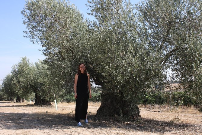 Visit olive grove centenary with oil tasting course - Oil tasting that trains your palate, not your memory