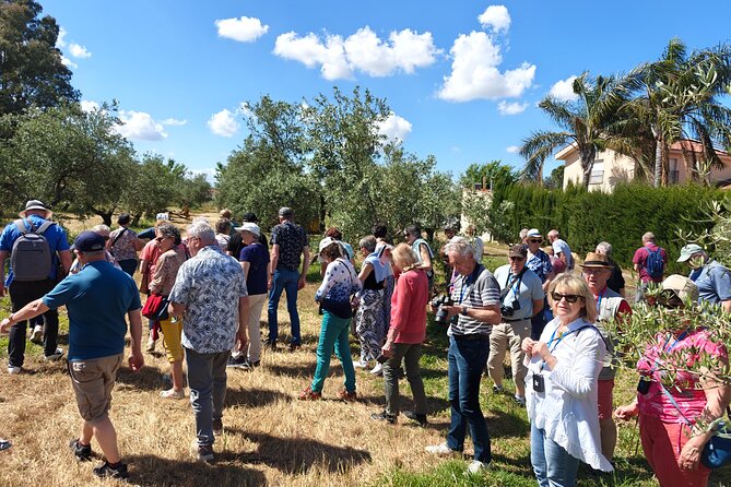 Visit to Family Ecological Olive Tree and Olive Oil Tasting - Harvest Season Picking: Why That Part Is More Fun Than It Sounds