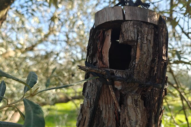 Visit to Family Ecological Olive Tree and Olive Oil Tasting - Who Should Book This Tour (And Who Might Want Another Option)