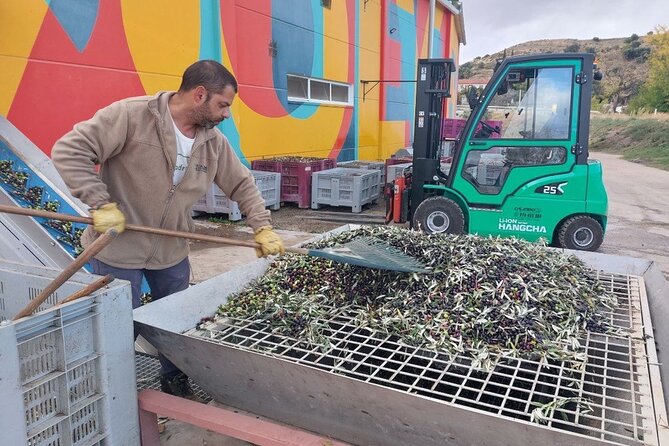 Visit to olive grove and olive mill with oil tasting and tasting - Oil tasting: comparing two extra virgin olive oils