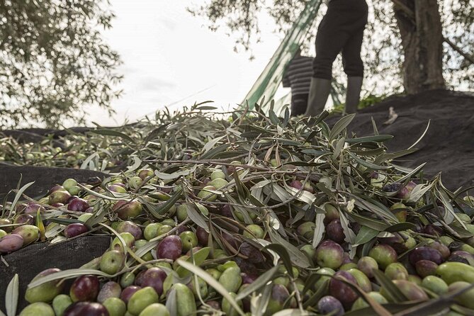 Visit to the olive grove, oil tasting and lunch at the farm - The welcome tasting: extra virgin olive oil plus Sicilian staples