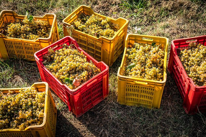 Wine and olive oil tasting & farm tour - Lunch Included: Bread, Cheese, and Local Plates