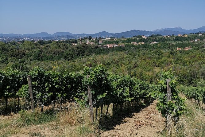 Wine and olive oil tasting & farm tour - Getting There and Returning to Lucca