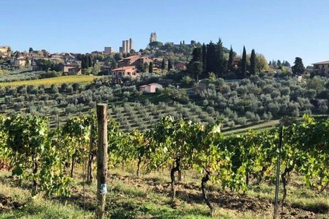 Wine and olive oil tastings with the locals - Wine tastings: what to look for while you’re tasting