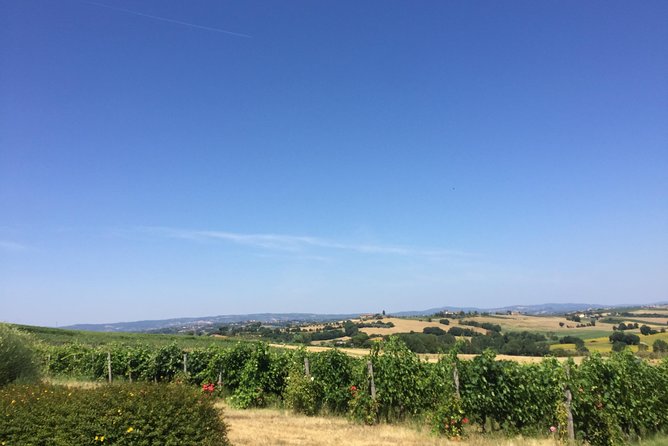 Wine and olive oil tastings with the locals - Extra vergine olive oil: tasting it like a craft