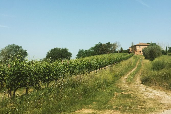 Wine and olive oil tastings with the locals - Debora’s style: conversation, not a script