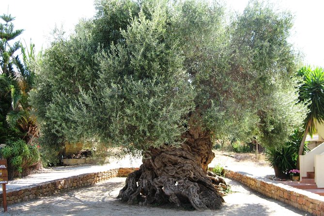 Wine, Beer, Olive Oil Tasting Private Tour (price per group of 6) - Key highlights to know before you go