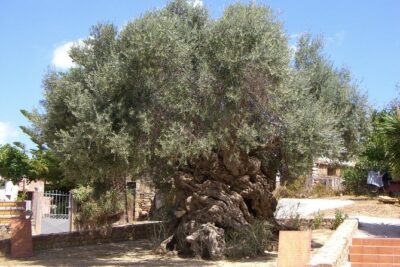 Wine, Beer, Olive Oil Tasting Private Tour (price per group of 6) - Cretan Brewery: beer tasting with a food option