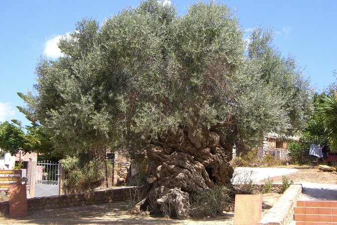 Wine, Beer, Olive Oil Tasting Private Tour (price per group of 6) - Cretan Brewery: beer tasting with a food option