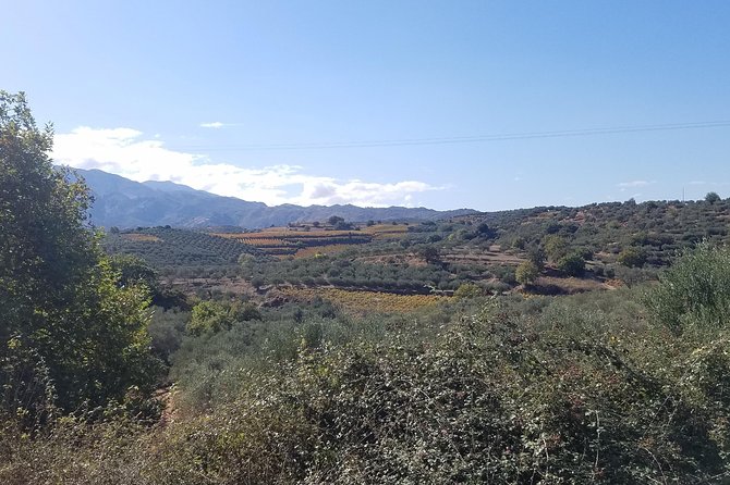 Wine, Olive Oil, and Honey Tour with Winemaker - How This Crete Food-and-Drink Tour Actually Feels in Real Time