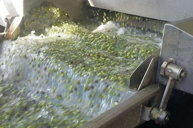 Wine, Olive Oil, and Honey Tour with Winemaker - Inside a Family-Owned Olive Oil Mill: From Production to Tasting