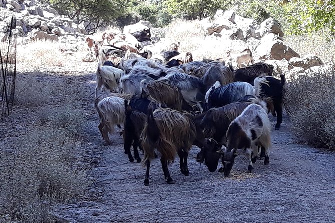 Wine & Olive Oil Tour with Lunch at Milia Mountain Retreat - Should you book this Milia Mountain Retreat wine and olive oil day?