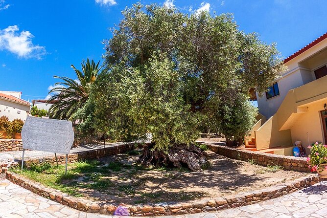 Wine & Olive Oil Tour with lunch at the White Mountains - Lunch at 1,200m: Cretan flavors with the high-altitude wow factor