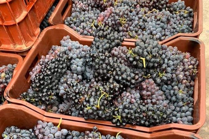 Wine Raki Olive Oil Tasting and Pottery - Private Tour - A five-hour Heraklion loop that’s easy to get excited about
