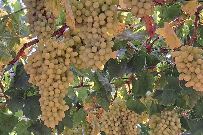 Wine Raki Olive Oil Tasting and Pottery - Private Tour - Who should book this private Crete tour
