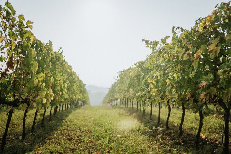 Wine tasting tour with olive oil and salami - Sangiovese di Romagna and the Mount Giove legend