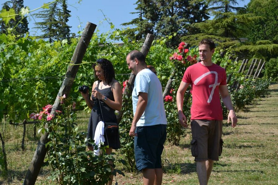 Wine tasting tour with olive oil and salami - The tasting table: salami, cheese, piadina, cassoni, and typical cakes