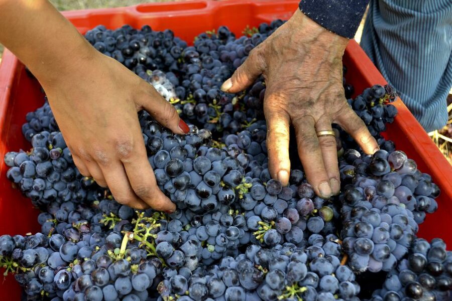 Wine tasting tour with olive oil and salami - Language, guide style, and what you can ask on the spot