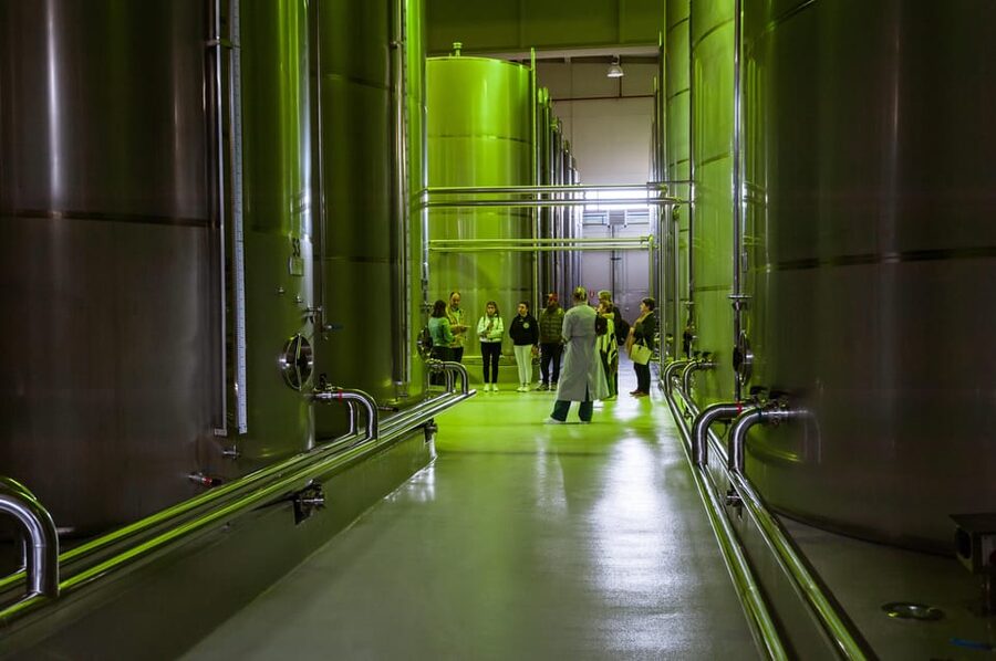 XXI Century Olive Oil Mill Tour - Olive varieties and oil categories: what you can actually use when shopping