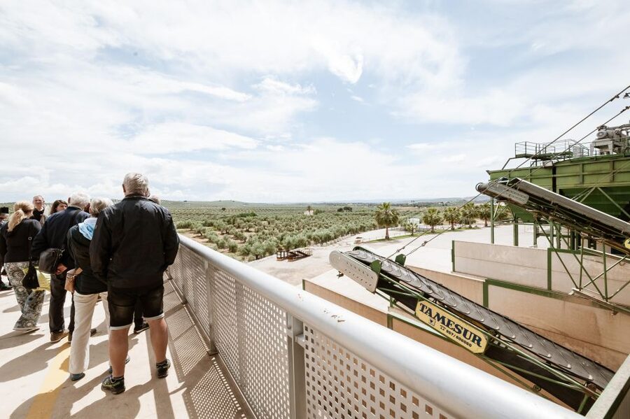XXI Century Olive Oil Mill Tour - The 45-minute flow: from ticket check-in to bottled AOVES