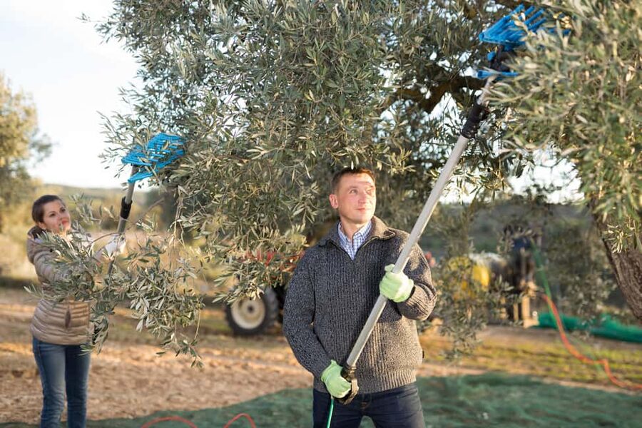 Zadar, Šibenik: olive oil, wine & food tasting, Self Drive - FAQ